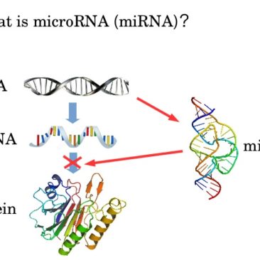 I microRNA nella Distrofia Miotonica di tipo1
