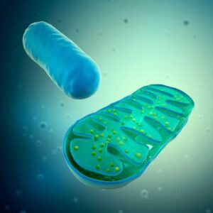 Disfunzione mitocondriale nella DM2-studio tedesco-fmm